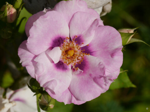 Rosa 'Eyes for you', Wurzerlsgarten