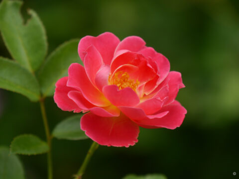 Rosa 'Mihelm Pemberton', Wurzerlsgarten