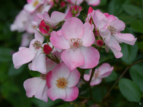 Rosa 'Rush', Wurzerlsgarten