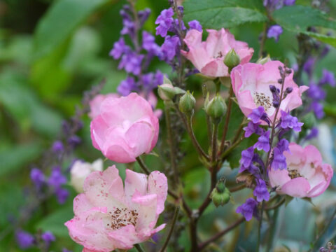 Rosa 'Alden Biesen', Wurzerlsgarten'