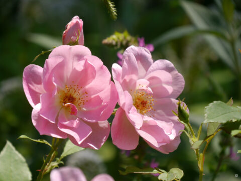 Rosa 'The Lady's Blush', Wurzerlsgarten
