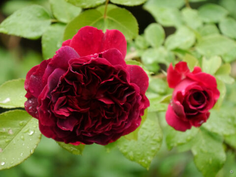 Rosa 'Munstead Wood', 'Wurzerlsgarten