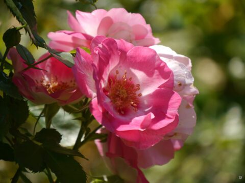 Rosa 'See you In Rosé', Wurzerlsgarten