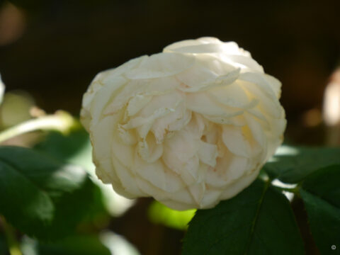 Rosa 'Pear', Wurzerlsgarten