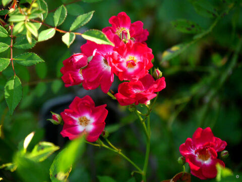 Rosa 'Libertas', Wurzerlsgarten