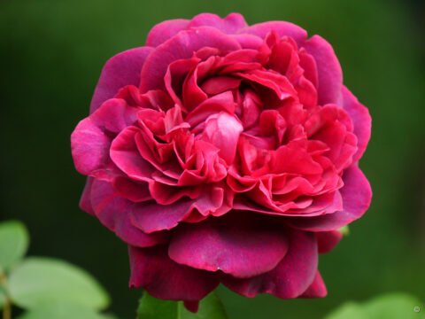 Rosa 'The Dark Lady', Wurzerlsgarten