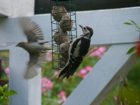 Großer Buntspecht und wegfliegender Spatz am Meisenknödeldepot in Wurzerlsgarten