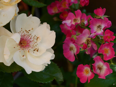 Rosa 'Jacqueline du Pré' und Rosa 'Mozart' in Wurzerlsgarten
