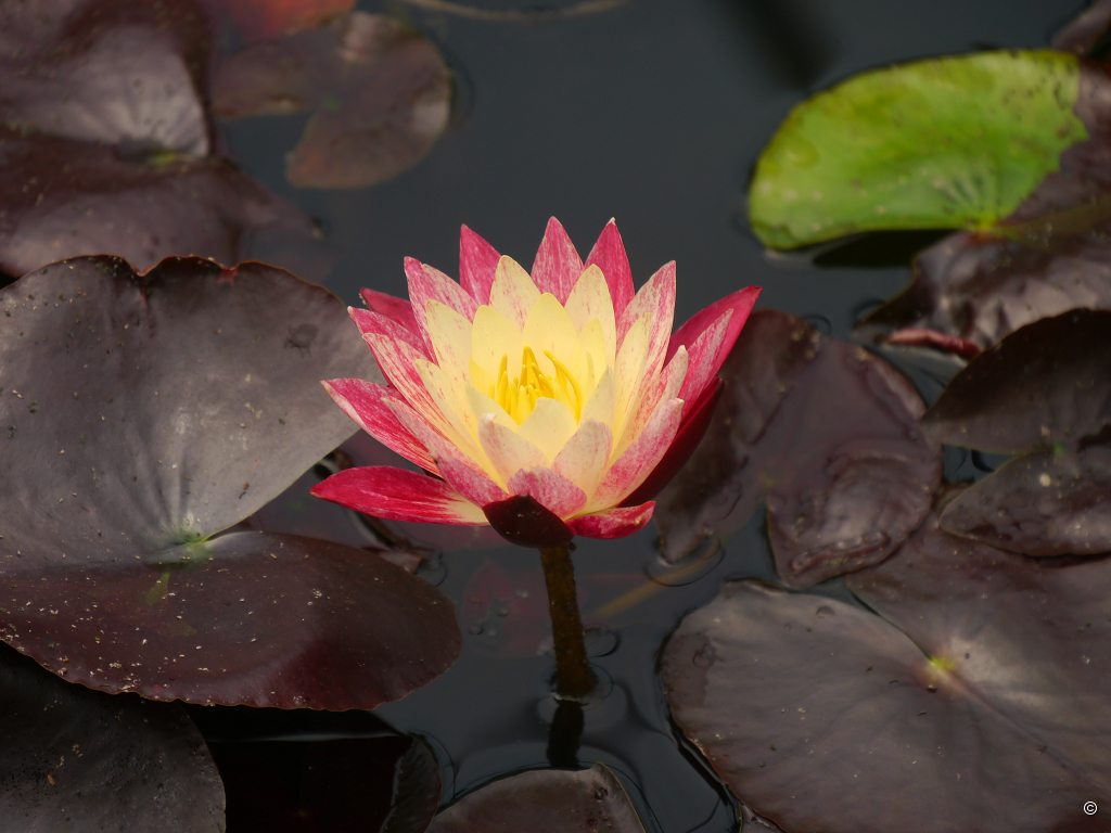 Nymphaea 'Ring of Fire', Philemons Garten, Bernhard Strohmaier, St. Margarethen an der Raab