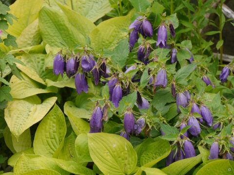 Campanula 'Sarastro' im Topfgarten neben dem Gewächshaus von Sarastro Stauden