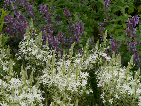Ornithogalum ponticum sochi und Nepeta grandiflora x racemosa 'Blue Danube' in der Gärtnerei SARASTRO-Stauden in Ort/Innkreis