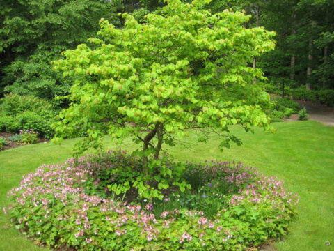 Cercis canadensis, Painshill Park