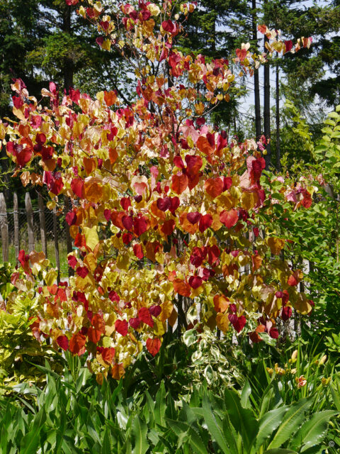 Cercis canadensis 'Eternal Flame', Judasbaum
