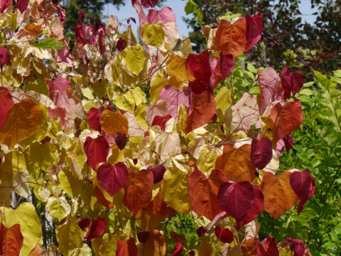 Cercis canadensis 'Eternal Flame', Judasbaum, Gärtnerei und Schaugarten Reinhard Oberleitner, Pöchlarn
