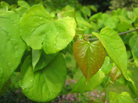Cercis canadensis, Judasbaum