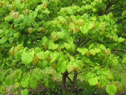 Cercis canadensis, Judasbaum