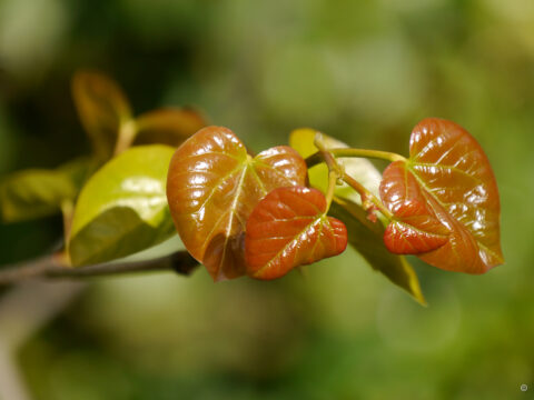 Cercis chinensis, Chinesischer Judasbaum, Blattaustrieb Hermannshof Weinheim