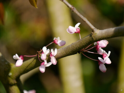 Cercis chinensis, chinesischer Judasbaum,