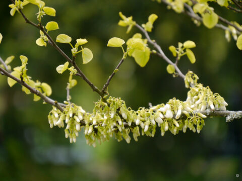 Cercis siliquastrum 'Alba', Weißer Judasbaum, Hermannshof Weinheim
