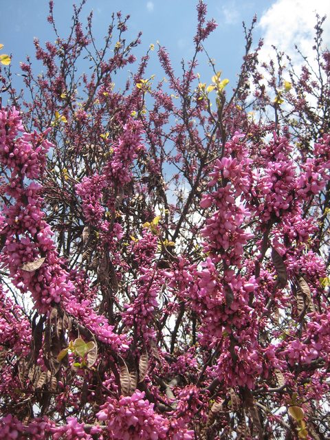 Cercis siliquastrum, Judasbaum
