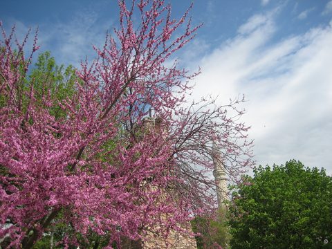Cercis siliquastrum, Judasbaum, Istanbul,Eminönü, Sultan Ahmed Platz